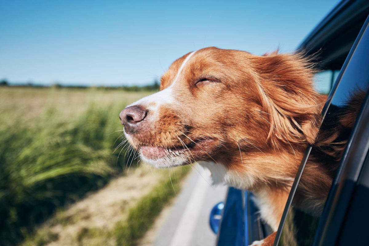 Glücklicher Hund streckt den Kopf aus dem Autofenster, unterwegs in den Urlaub